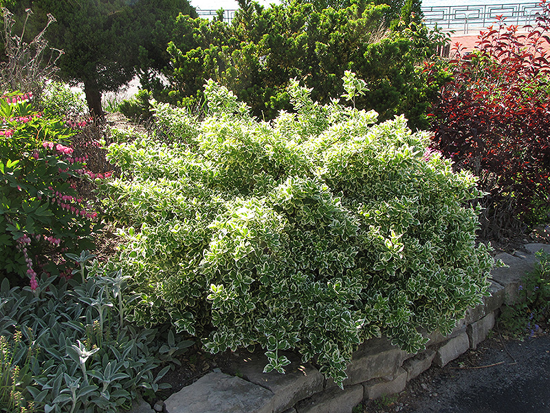 Emerald Gaiety Wintercreeper (Euonymus fortunei 'Emerald Gaiety') at Bedner's Farm & Greenhouse