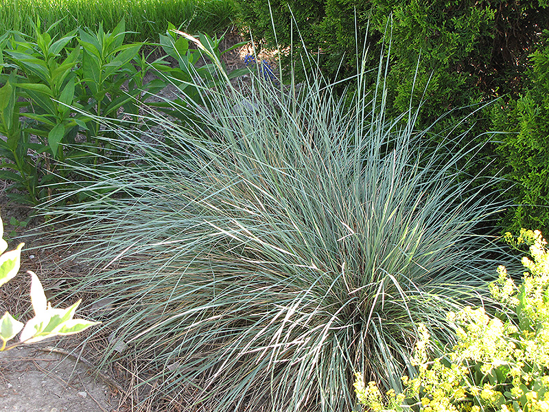 Sapphire Blue Oat Grass (Helictotrichon sempervirens 'Sapphire') at Bedner's Farm & Greenhouse
