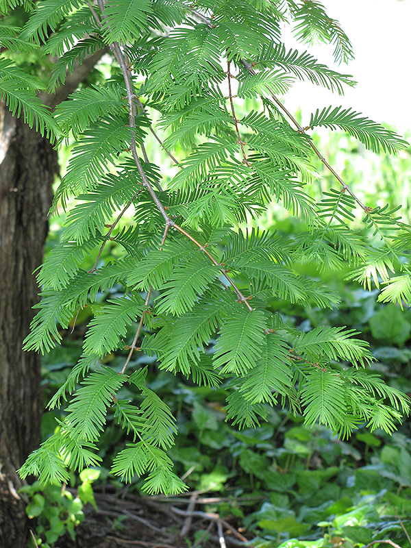 Dawn Redwood (Metasequoia glyptostroboides) at Bedner's Farm & Greenhouse
