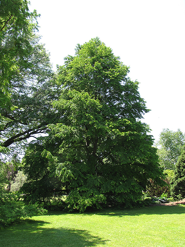 Katsura Tree (Cercidiphyllum japonicum) at Bedner's Farm & Greenhouse