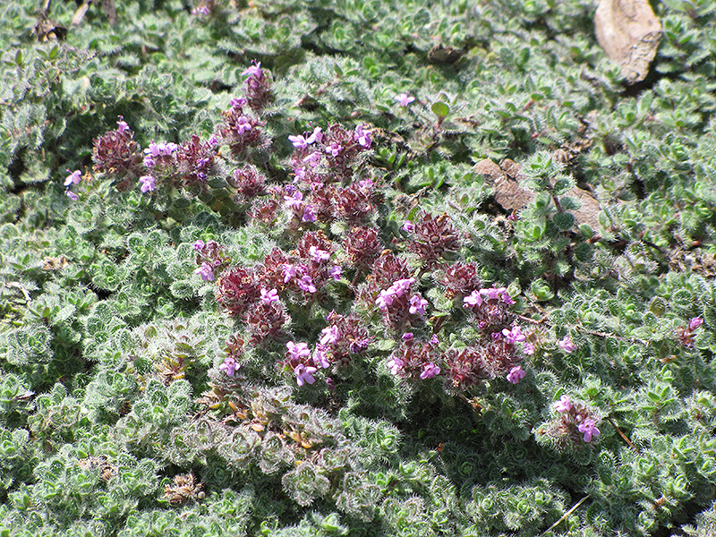 Wooly Thyme (Thymus pseudolanuginosis) at Bedner's Farm & Greenhouse