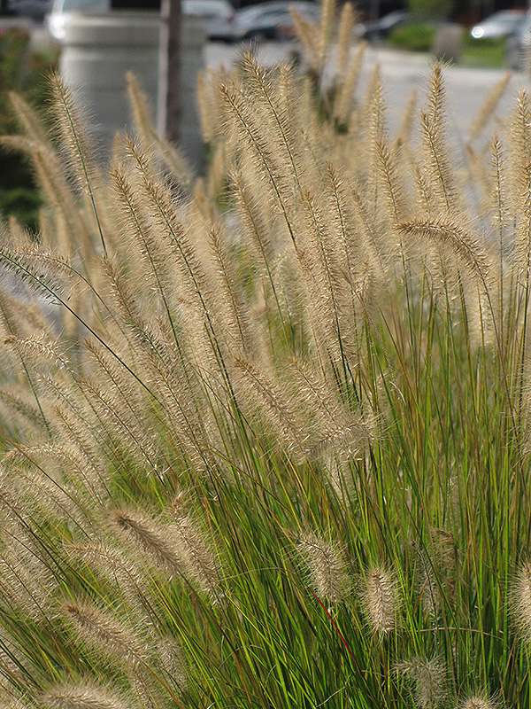 Hameln Dwarf Fountain Grass (Pennisetum alopecuroides 'Hameln') at Bedner's Farm & Greenhouse