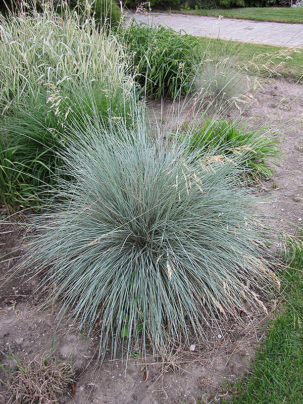 Blue Oat Grass (Helictotrichon sempervirens) at Bedner's Farm & Greenhouse