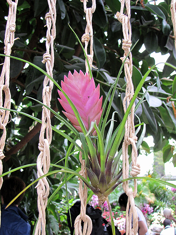 Pink Quill (Tillandsia cyanea) at Bedner's Farm & Greenhouse