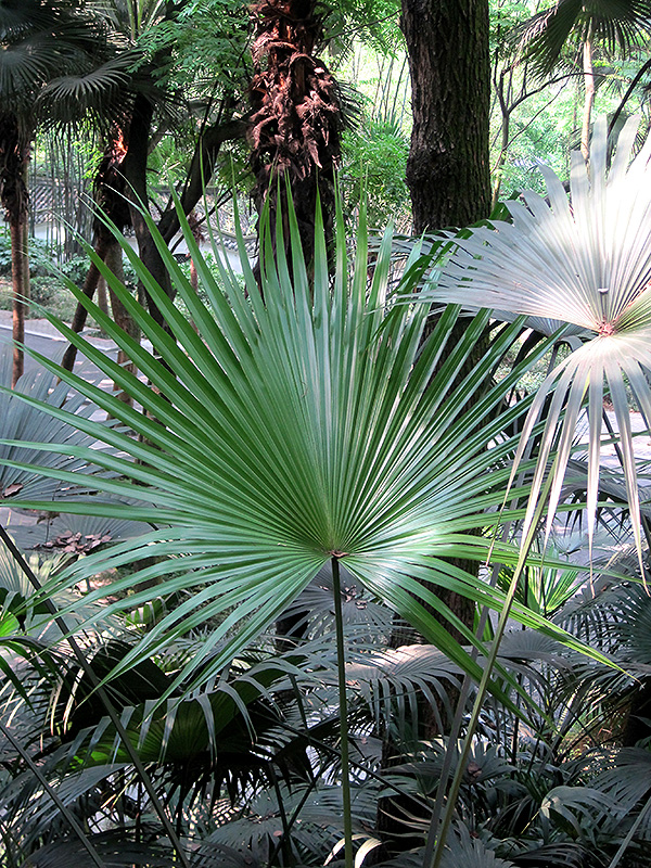 Chinese Fan Palm (Livistona chinensis) at Bedner's Farm & Greenhouse
