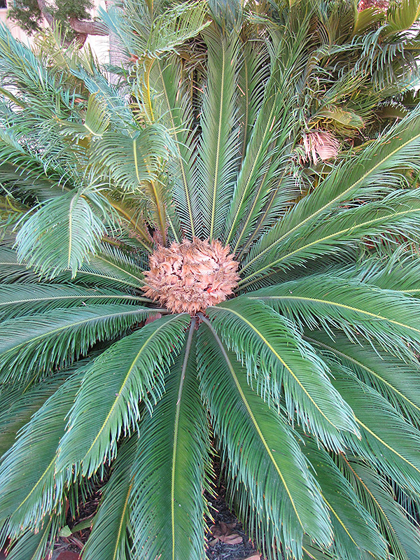 Japanese Sago Palm (Cycas revoluta) at Bedner's Farm & Greenhouse