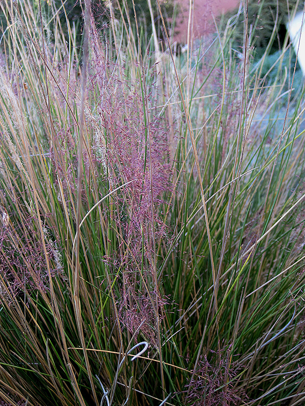 Pink Muhly Grass (Muhlenbergia capillaris 'Pink Muhly') at Bedner's Farm & Greenhouse