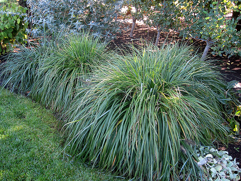 Moudry Fountain Grass (Pennisetum alopecuroides 'Moudry') at Bedner's Farm & Greenhouse