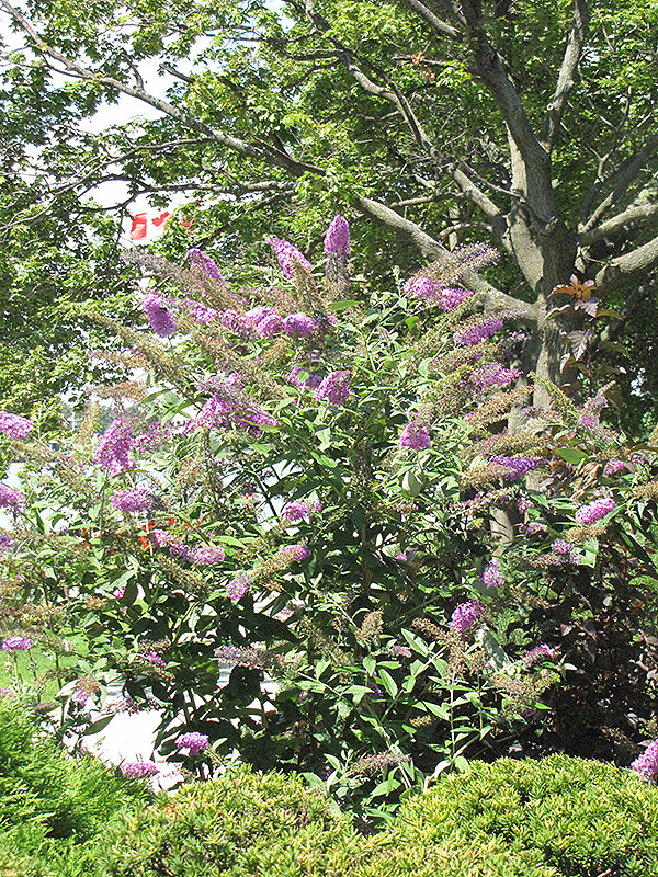 Pink Delight Butterfly Bush (Buddleia davidii 'Pink Delight') at Bedner's Farm & Greenhouse