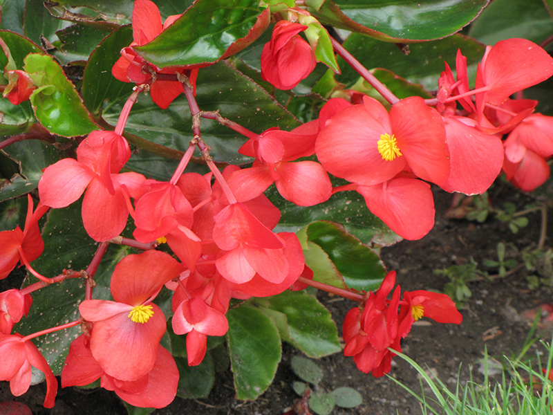 Dragon Wing Red Begonia (Begonia 'Dragon Wing Red') at Bedner's Farm & Greenhouse