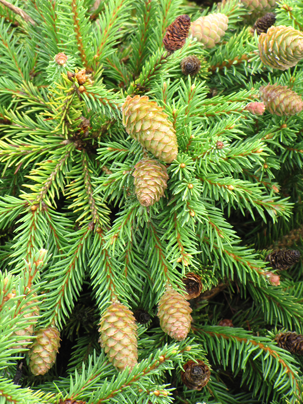 Pusch Spruce (Picea abies 'Pusch') at Bedner's Farm & Greenhouse