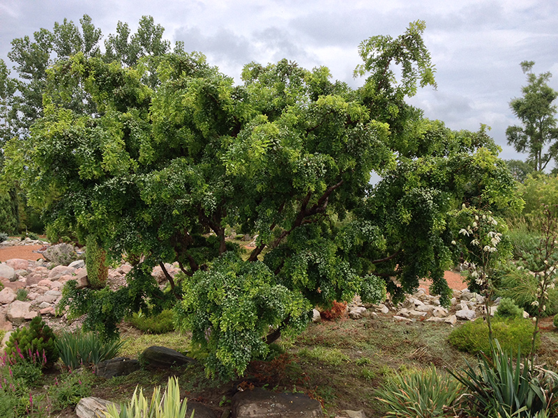 Twisted Baby Black Locust (Robinia pseudoacacia 'Lace Lady') at Bedner's Farm & Greenhouse