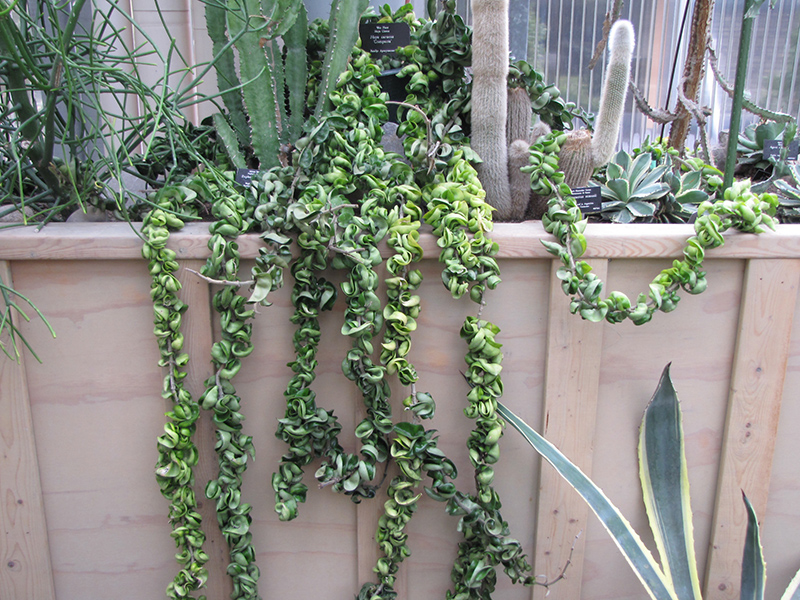 Hindu Rope Plant (Hoya carnosa 'Compacta') at Bedner's Farm & Greenhouse