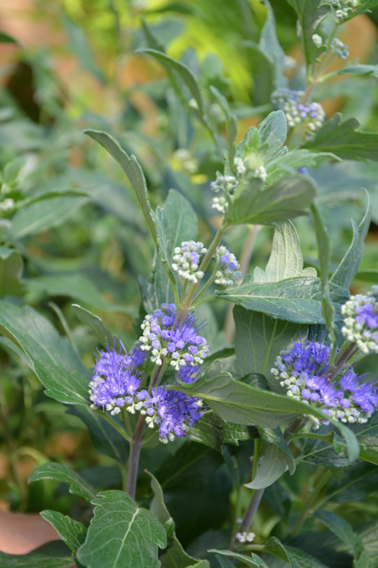 Beyond Midnight Caryopteris (Caryopteris x clandonensis 'CT-9-12') at Bedner's Farm & Greenhouse