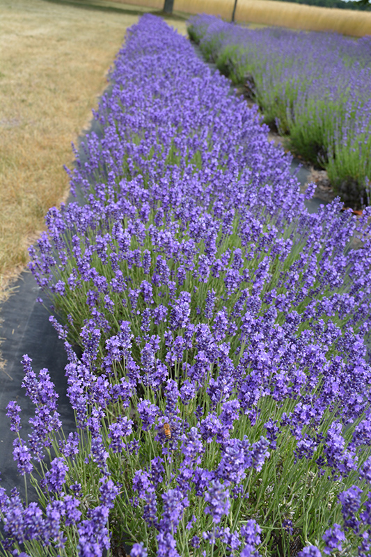 Hidcote Lavender (Lavandula angustifolia 'Hidcote') at Bedner's Farm & Greenhouse