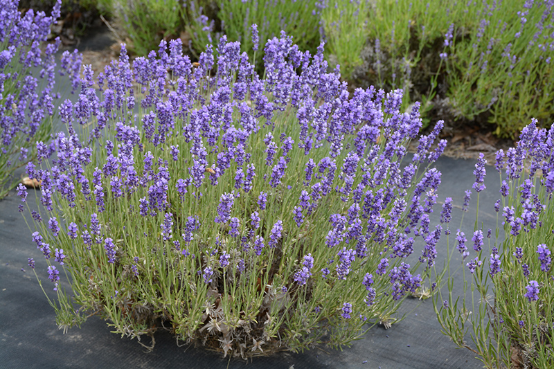 Hidcote Lavender (Lavandula angustifolia 'Hidcote') at Bedner's Farm & Greenhouse