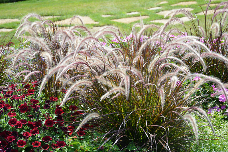 Fountain Grass (Pennisetum setaceum) at Bedner's Farm & Greenhouse