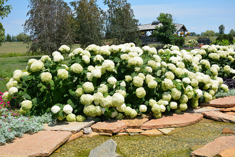 Incrediball Hydrangea (Hydrangea arborescens 'Abetwo') at Bedner's Farm & Greenhouse