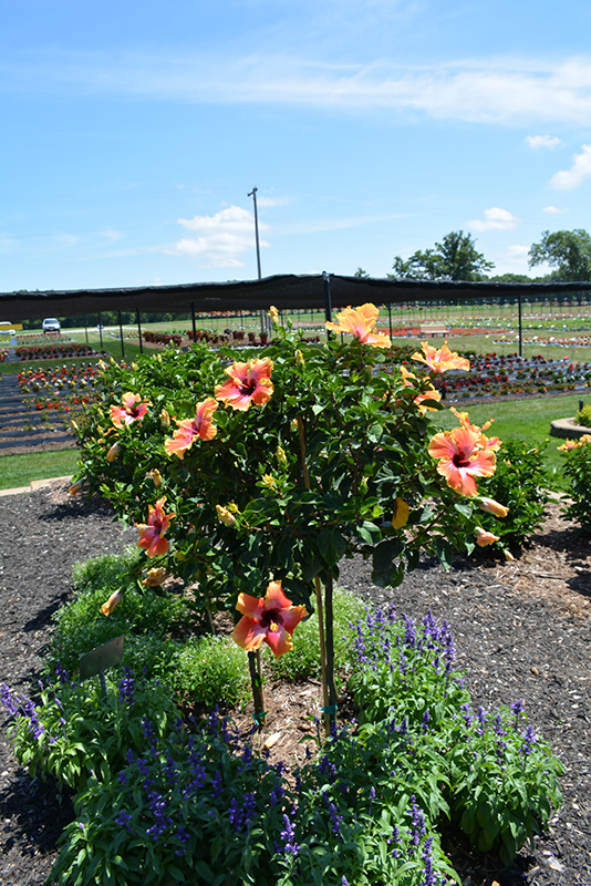 Fiesta Hibiscus (Hibiscus rosa-sinensis 'Fiesta') at Bedner's Farm & Greenhouse