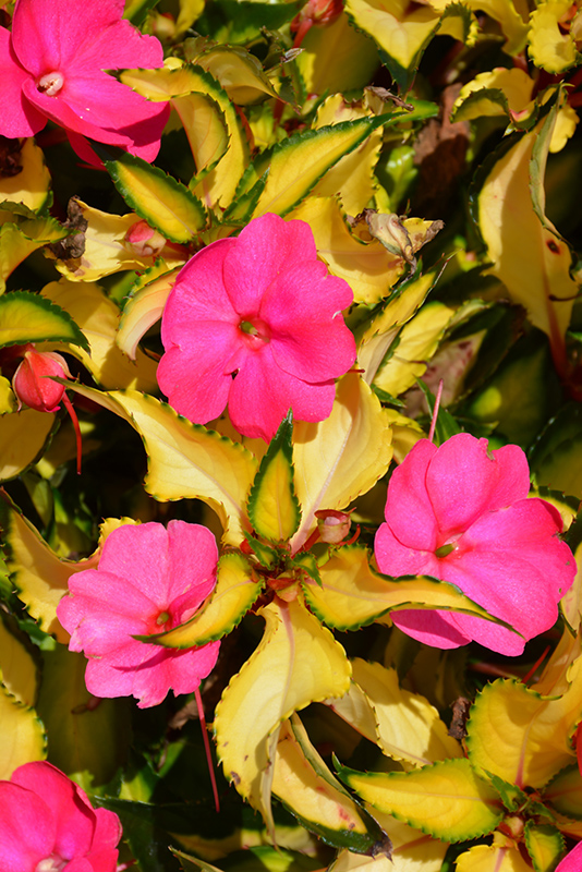 SunPatiens Compact Tropical Rose New Guinea Impatiens (Impatiens 'SunPatiens Compact Tropical Rose') at Bedner's Farm & Greenhouse