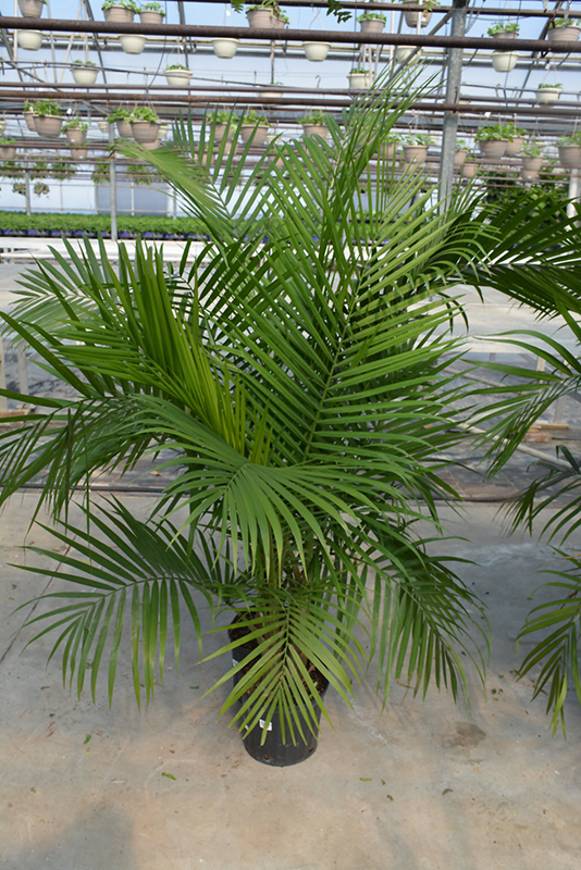 Dypsis (Dypsis lutea) at Bedner's Farm & Greenhouse
