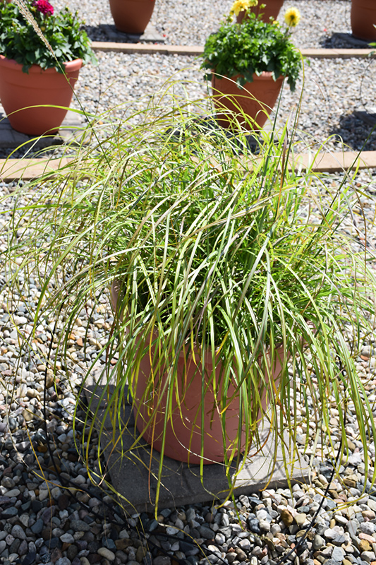 Little Miss Maiden Grass (Miscanthus sinensis 'Little Miss') at Bedner's Farm & Greenhouse