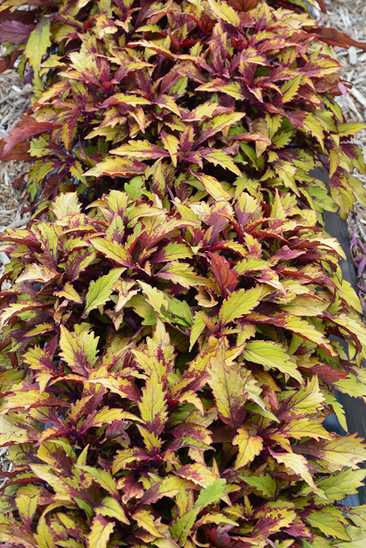 FlameThrower Spiced Curry Coleus (Solenostemon scutellarioides 'Spiced Curry') at Bedner's Farm & Greenhouse