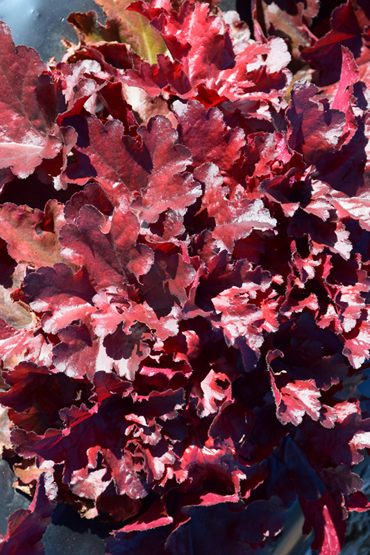 Forever Red Coral Bells (Heuchera 'Forever Red') at Bedner's Farm & Greenhouse