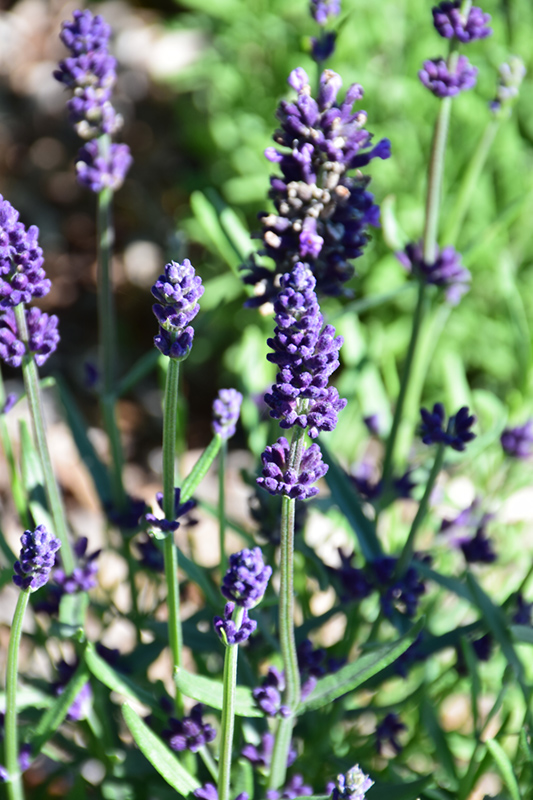 Lavance Deep Purple Lavender (Lavandula angustifolia 'Lavance Deep Purple') at Bedner's Farm & Greenhouse
