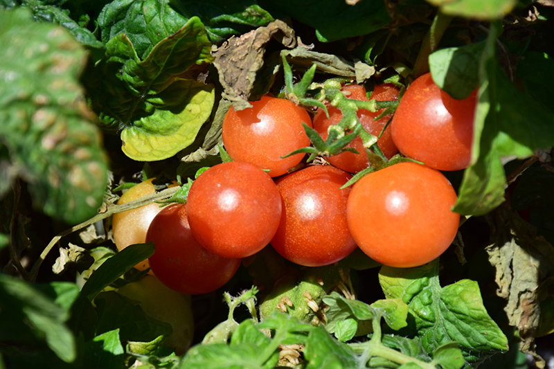 Red Robin Tomato (Solanum lycopersicum 'Red Robin') at Bedner's Farm & Greenhouse