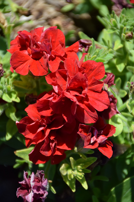Double Wave Red Petunia (Petunia 'Double Wave Red') at Bedner's Farm & Greenhouse