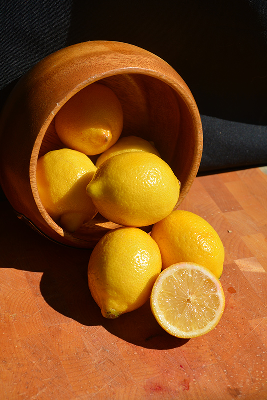 Meyer Lemon (Citrus x meyeri) at Bedner's Farm & Greenhouse