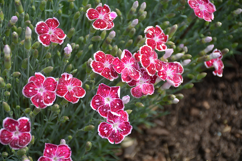 Fire And Ice Pinks (Dianthus 'Fire And Ice') at Bedner's Farm & Greenhouse