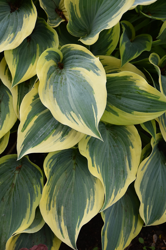 First Frost Hosta (Hosta 'First Frost') at Bedner's Farm & Greenhouse