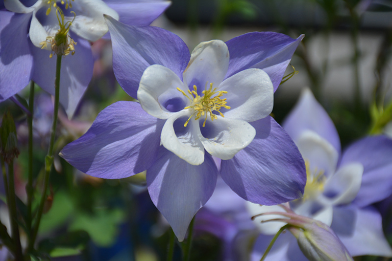 Origami Blue and White Columbine (Aquilegia 'Origami Blue and White') at Bedner's Farm & Greenhouse