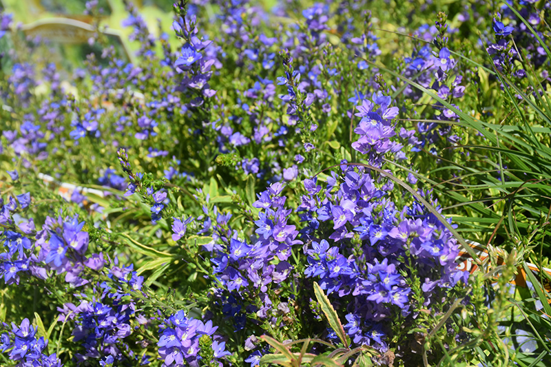 Goldwell Creeping Speedwell (Veronica prostrata 'Goldwell') at Bedner's Farm & Greenhouse