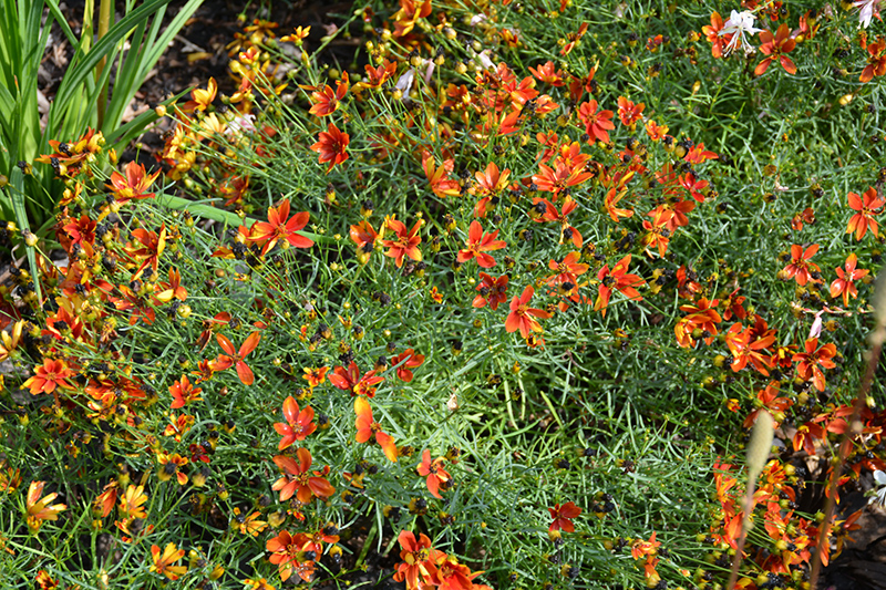 Sizzle And Spice Crazy Cayenne Tickseed (Coreopsis verticillata 'Crazy Cayenne') at Bedner's Farm & Greenhouse