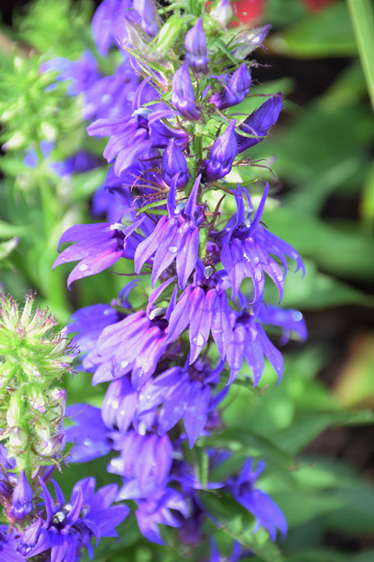 Fan Blue Cardinal Flower (Lobelia x speciosa 'Fan Blue') in Pittsburgh Cecil Bridgeville McDonald Fayette Pennsylvania PA at Farm & Greenhouse