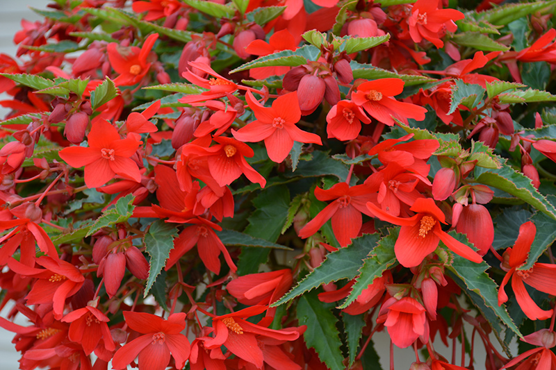 Bossa Nova Red Shades Begonia (Begonia boliviensis 'Bossa Nova Red Shades') at Bedner's Farm & Greenhouse