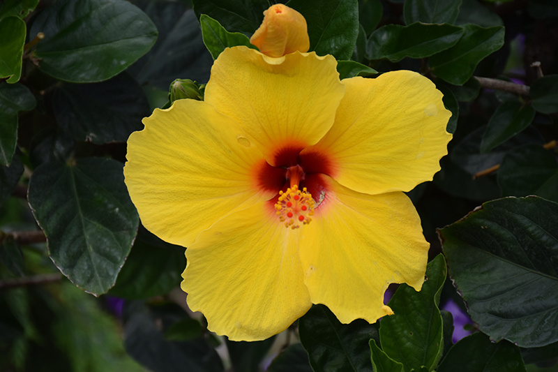 Sunny Wind Hibiscus (Hibiscus rosa-sinensis 'Sunny Wind') at Bedner's Farm & Greenhouse