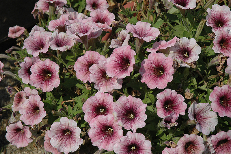 Sweetunia Mystery Petunia (Petunia 'Sweetunia Mystery') at Bedner's Farm & Greenhouse
