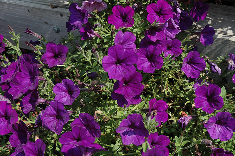 Surprise Marine Petunia (Petunia 'Surprise Marine') at Bedner's Farm & Greenhouse