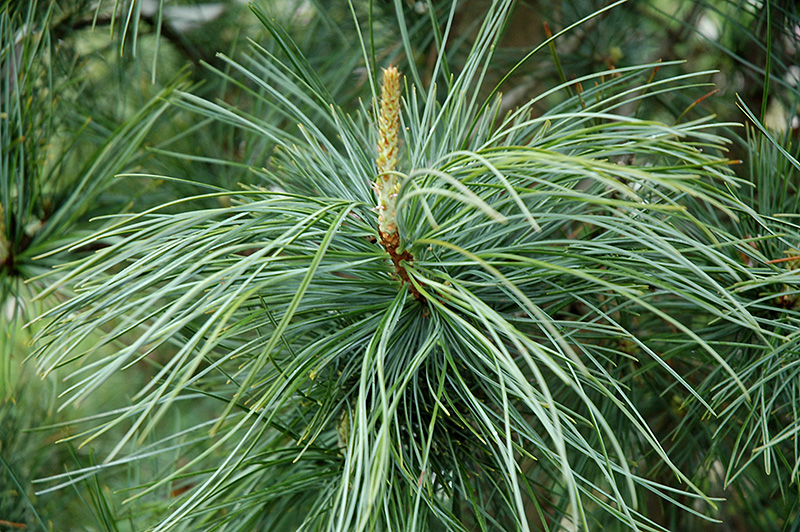 Morris Blue Korean Pine (Pinus koraiensis 'Morris Blue') at Bedner's Farm & Greenhouse