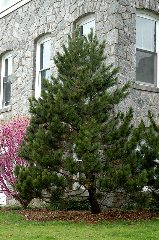 Bosnian Pine (Pinus heldreichii) at Bedner's Farm & Greenhouse