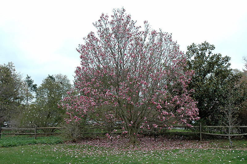 Galaxy Magnolia (Magnolia 'Galaxy') at Bedner's Farm & Greenhouse