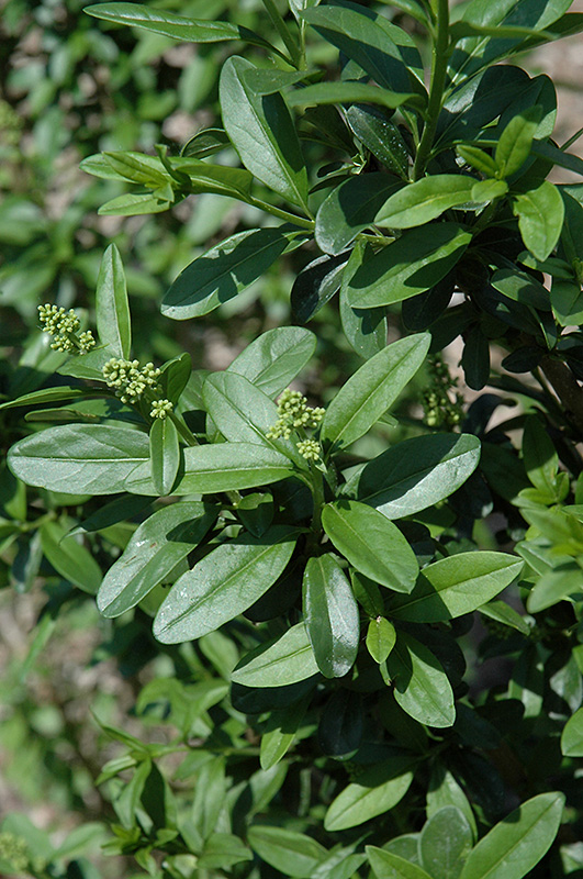 California Privet (Ligustrum ovalifolium) at Bedner's Farm & Greenhouse