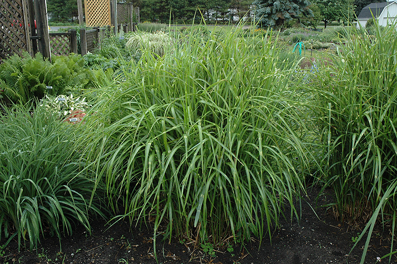 Porcupine Grass (Miscanthus sinensis 'Strictus') at Bedner's Farm & Greenhouse