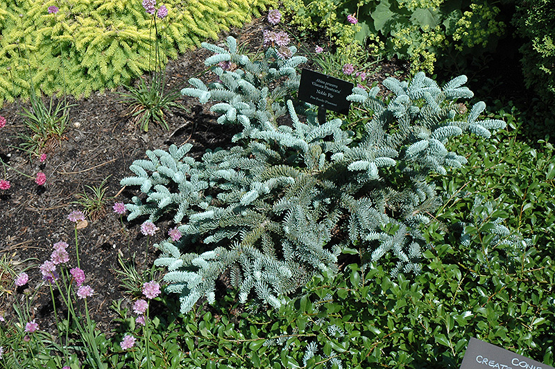 Prostrate Blue Noble Fir (Abies procera 'Glauca Prostrata') at Bedner's Farm & Greenhouse
