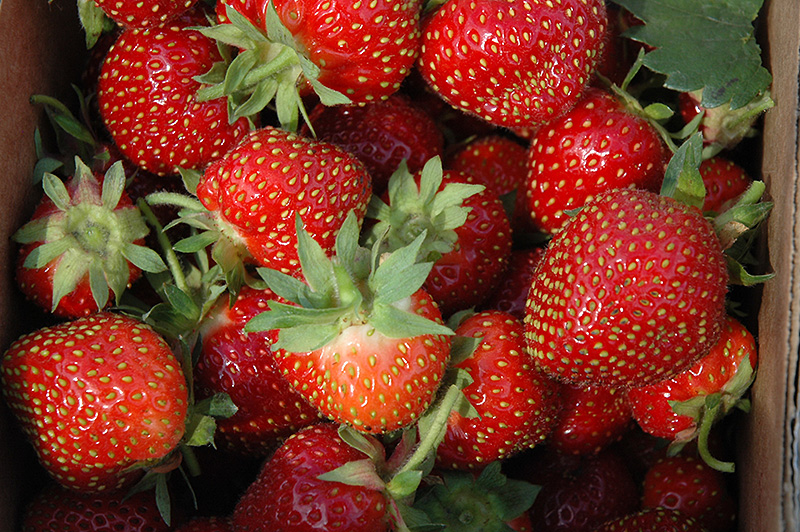 Allstar Strawberry (Fragaria 'Allstar') at Bedner's Farm & Greenhouse