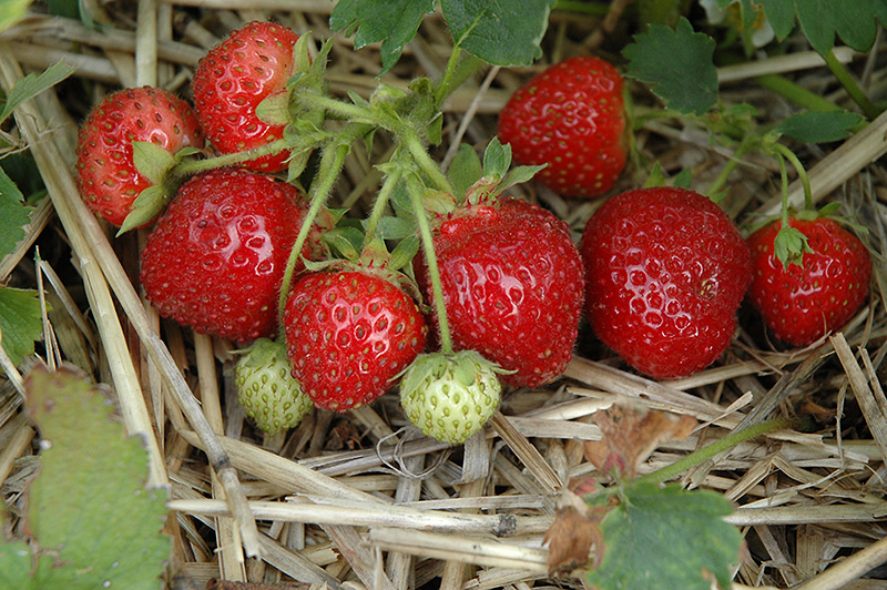Jewel Strawberry (Fragaria 'Jewel') at Bedner's Farm & Greenhouse